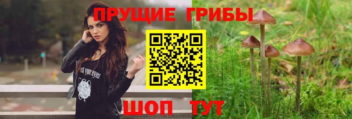 Галлюциногенные грибы Psilocybe Ипатово